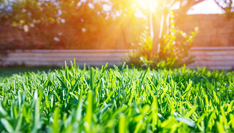 By The C of Jax – Jacksonville Lawn Care & Landscaping 30+ Years
Lawn
Lawn care
Lawn Maintenance
Landscaping
Grass
Jacksonville
Ponte Vedra Beach
Ponte Vedra