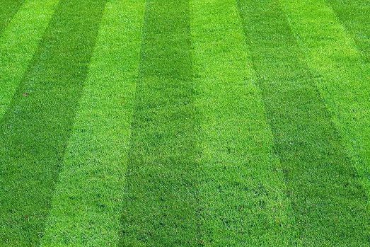 By The C of Jax – Jacksonville Lawn Care & Landscaping 30+ Years
Lawn
Lawn care
Lawn Maintenance
Landscaping
Grass
Jacksonville
Ponte Vedra Beach
Ponte Vedra